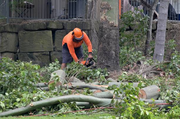 Best Tree and Shrub Care  in Stevens Point, WI